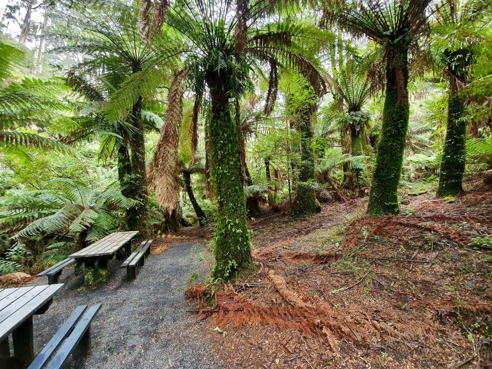 Friends Of Tarra Bulga Np 1